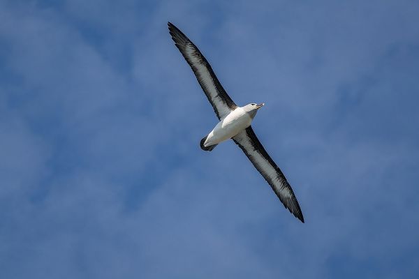 Antarctica-South Georgia Island-Elsehul Bay Grey-headed albatross soars on air currents